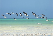 Isla Holbox